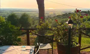 Bolgheri_Weinpilot Artikel