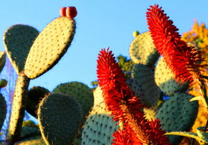 Madeira_Botanical Garden