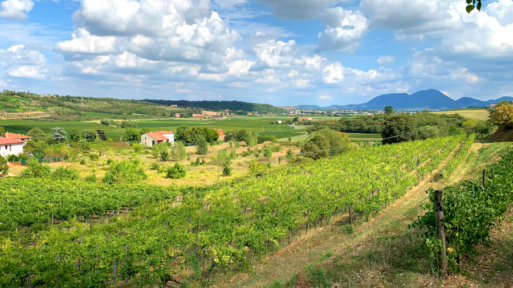 Colli Berici Hills_BW_2022