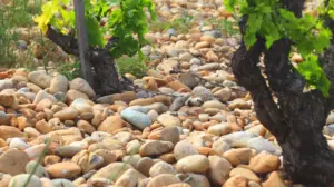 BW_Chateau neuf du Pape_Blog