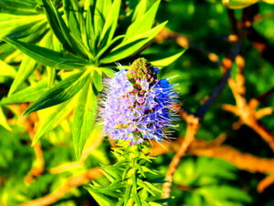Madeira_Botanical Garden