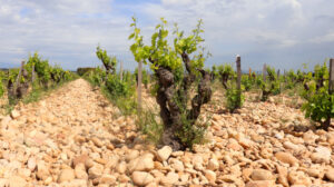 BW_Chateau neuf du Pape_Blog