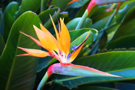 Madeira_Botanical Garden