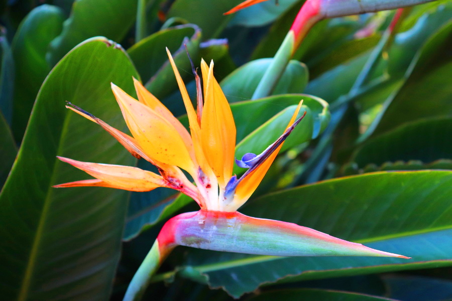 Madeira_Botanical Garden