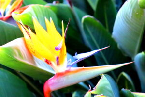 Madeira_Botanical Garden