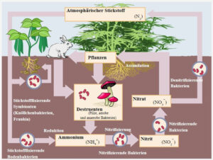 Interview_Berliner Weinpilot_Romana Echensperger