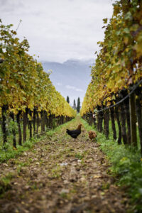 Interview_Berliner Weinpilot_Romana Echensperger