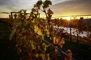 Interview_Berliner Weinpilot_Romana Echensperger