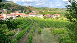 Colli Berici Hills_BW_2022