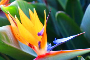 Madeira_Botanical Garden