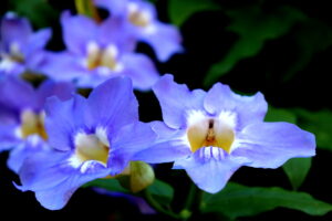 Madeira_Botanical Garden