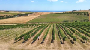 BW_Chateau Nuzun_Blog