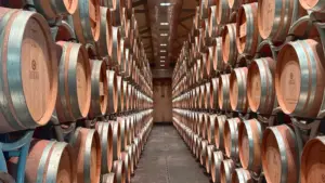 Bolgheri_Weinpilot Artikel