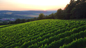 Weingut Höfling_Franken_BW