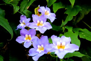 Madeira_Botanical Garden