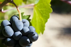 BW_Vega Sicilia_Blog