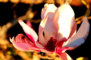 Madeira_Botanical Garden