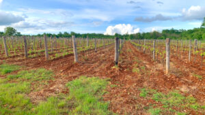 Concours Mondial Bruxelles_Istria_BW