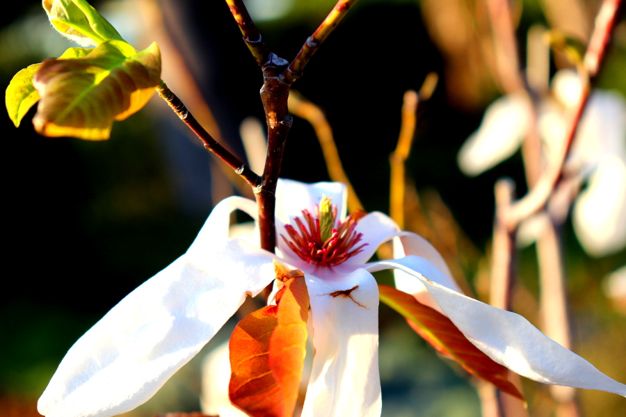 Weinpilot_Madeira_Botanical Garden