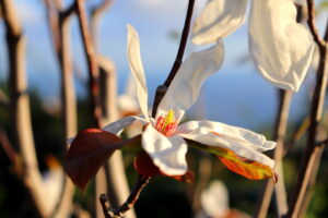 Madeira_Botanical Garden