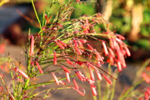 Madeira_Botanical Garden
