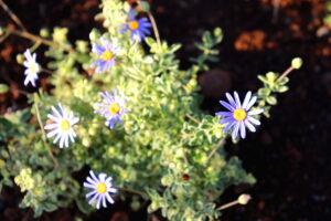 Madeira_Botanical Garden