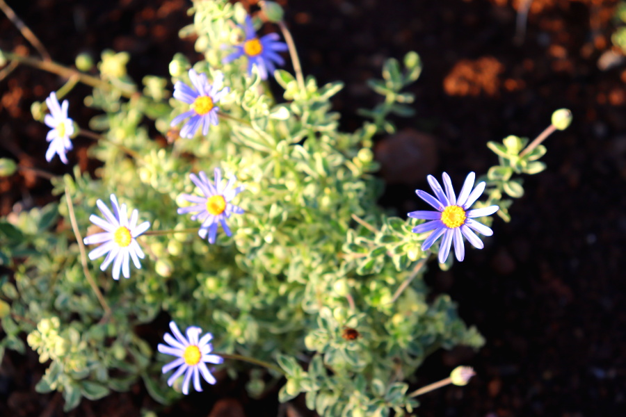 Weinpilot_Madeira_Botanical Garden