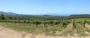 Bolgheri_Weinpilot Artikel