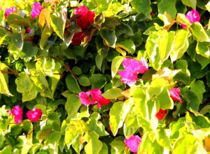 Madeira_Botanical Garden