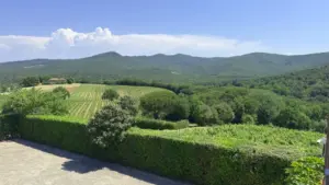 Bolgheri_Weinpilot Artikel