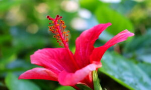 Madeira_Botanical Garden