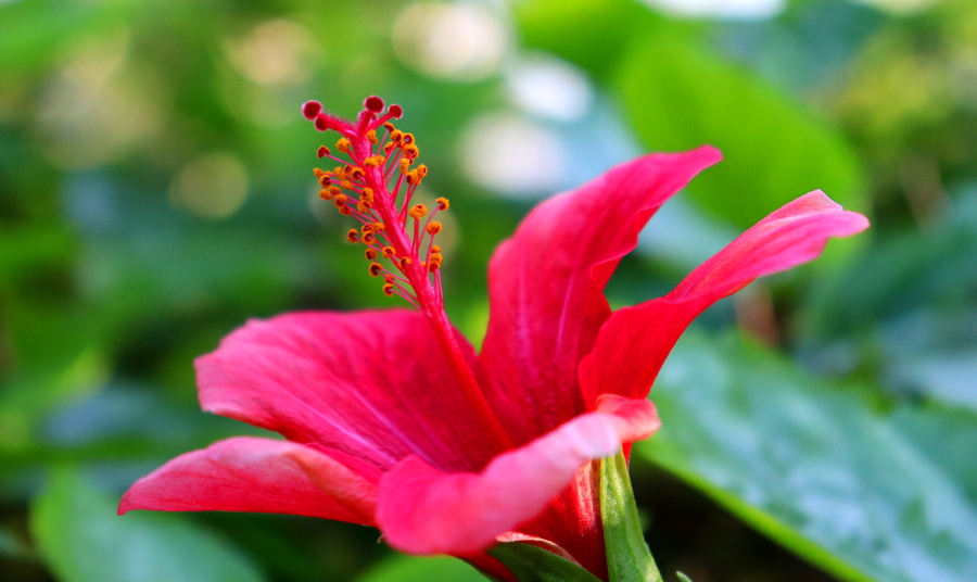 Weinpilot_Madeira_Botanical Garden