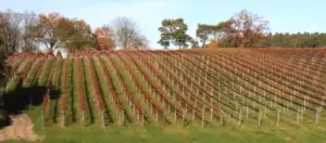 Blog_Schloss Rattey_Weinpilot