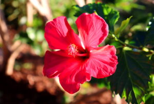 Madeira_Botanical Garden