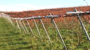 Blog_Schloss Rattey_Weinpilot