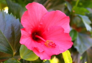 Madeira_Botanical Garden