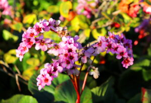 Madeira_Botanical Garden