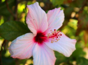 Madeira_Botanical Garden
