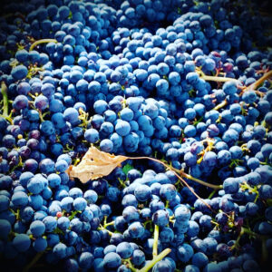 Colli Berici Hills_BW_2022