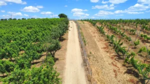 BW_Barel Vineyards_Blog