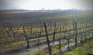 BW_Piemont_Rebfläche_Blog