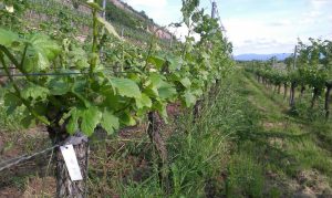 03_Baden_Blog