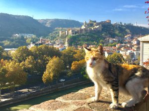 BW_Tiflis_Katze_Blog