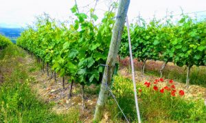 Batin Mumcu - www.berlinerweinpilot.de