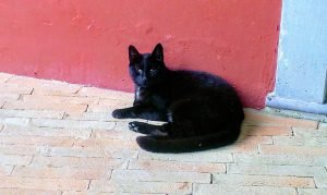 Batin Mumcu - www.berlinerweinpilot.de