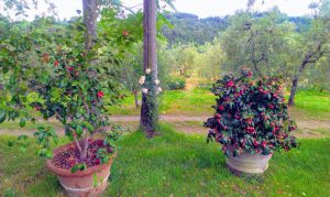 Batin Mumcu - www.berlinerweinpilot.de