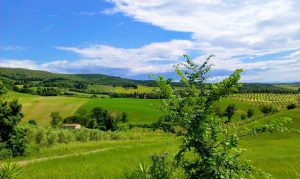 Batin Mumcu - www.berlinerweinpilot.de