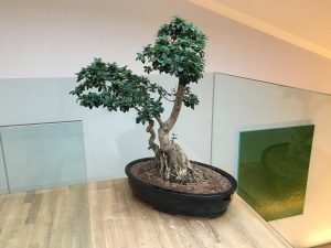 Batin Mumcu - www.berlinerweinpilot.de