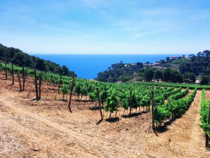 Batin Mumcu - www.berlinerweinpilot.d