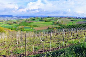 Langhe Reisebericht